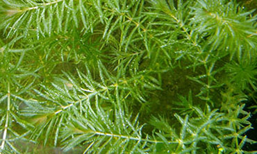 hydrilla